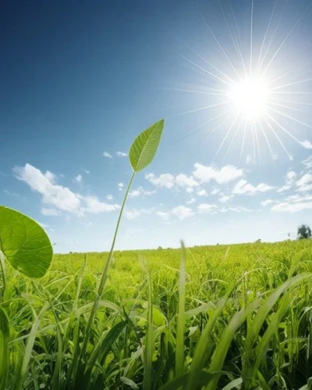 心态向上阳光图片  98阳光向上的心态,如同清晨的第一缕阳光,温暖而