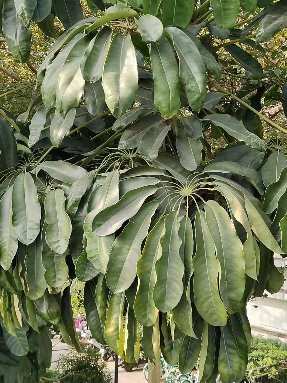 这种树首先是叶子特别,是那种掌状复叶,像把伞一样,还层层叠叠的.