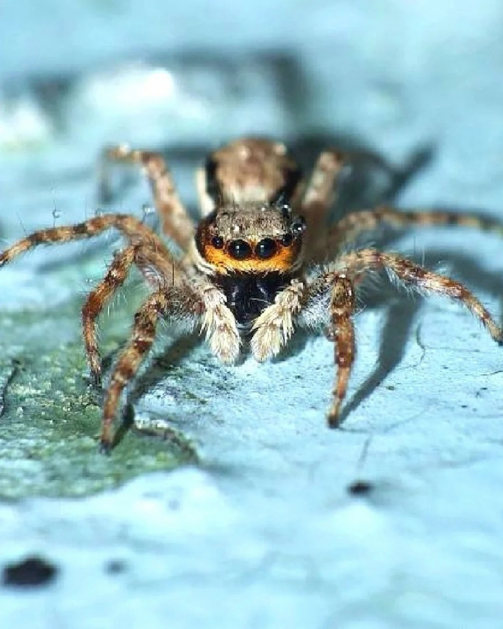 98蝇虎的存在让我们对大自然的奇妙有了更深刻的认识.