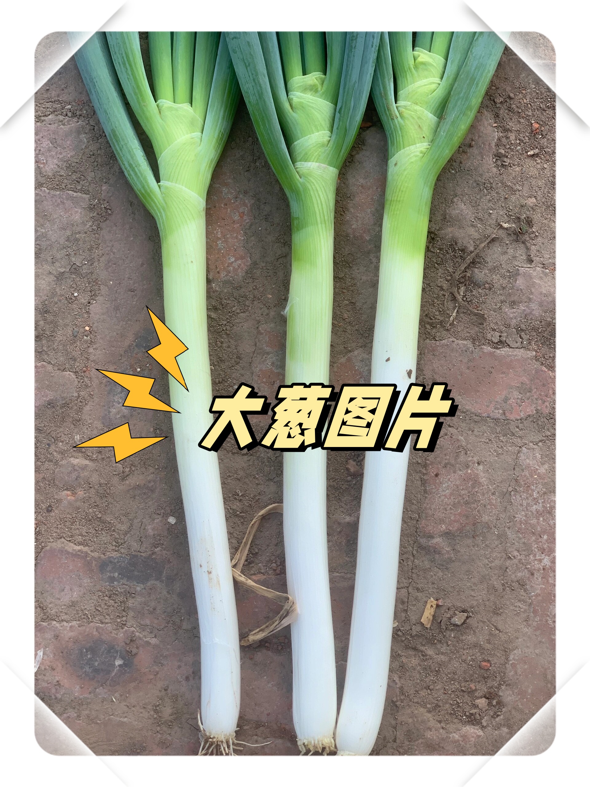 大葱可是厨房里的常客,它长得高高的,像个挺立的小士兵!