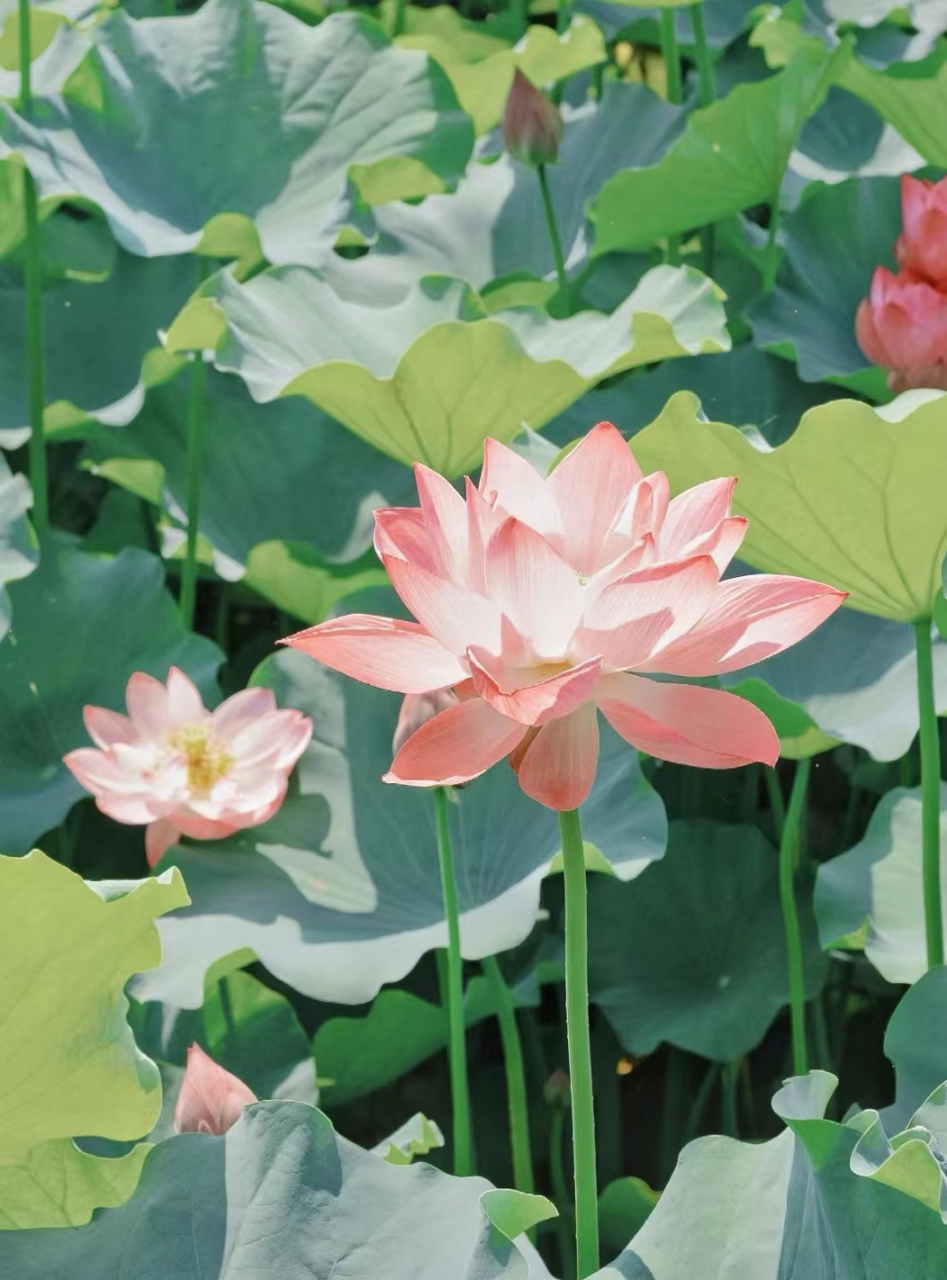 李商隐《赠荷花》