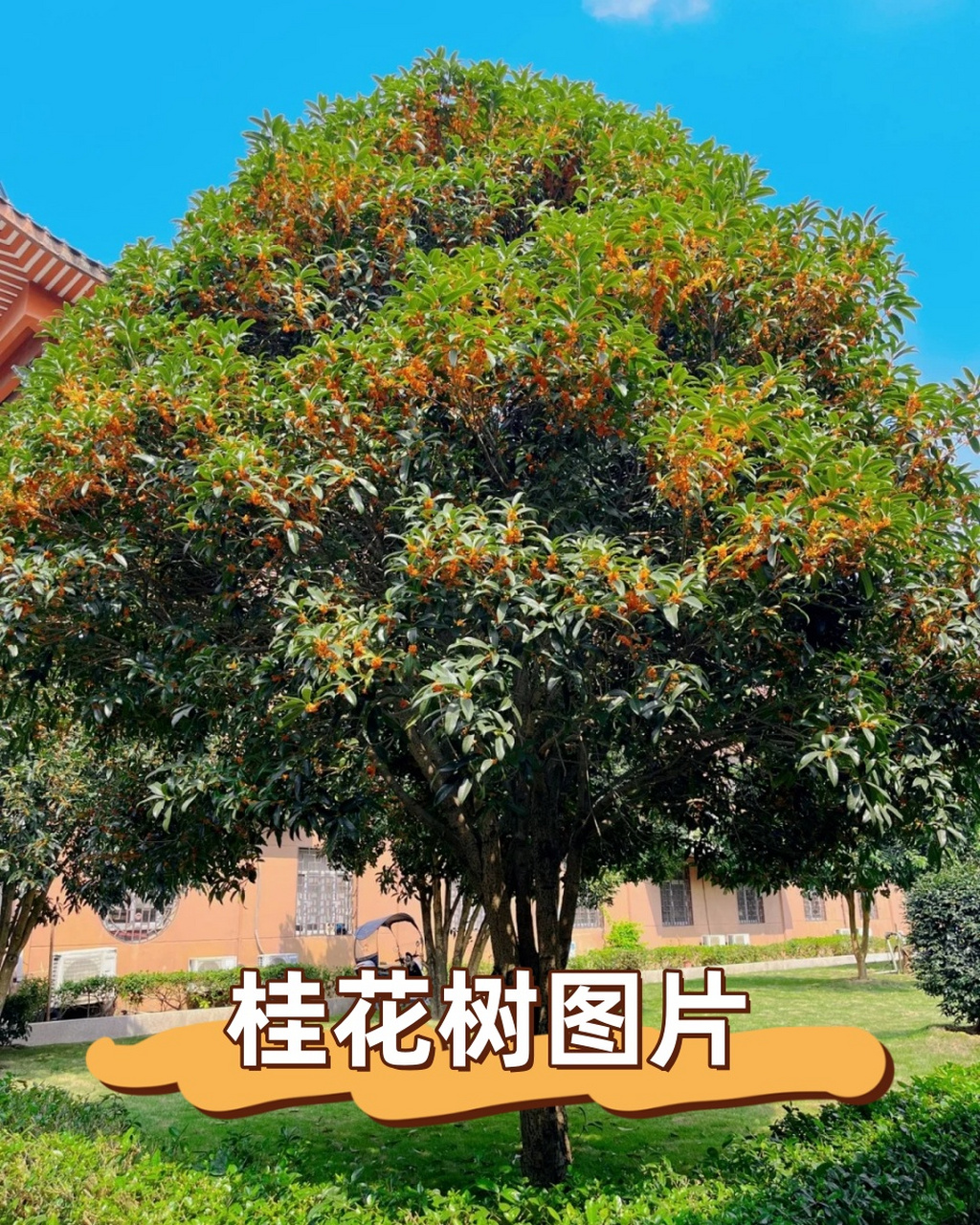 桂花树图片  😜桂花就像一个调皮的孩子,总是在秋天的微风中嬉闹,把