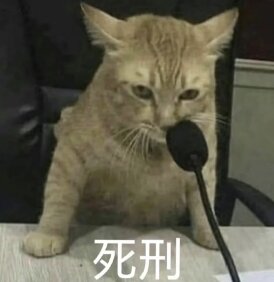 发现了所有养猫人都会怒骂的一句: "我整天没别的事情干就是给你开门