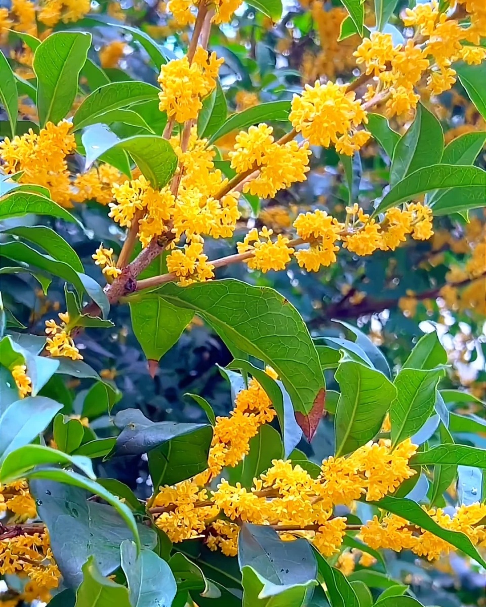 桂花树图片  桂花就像一个调皮的孩子