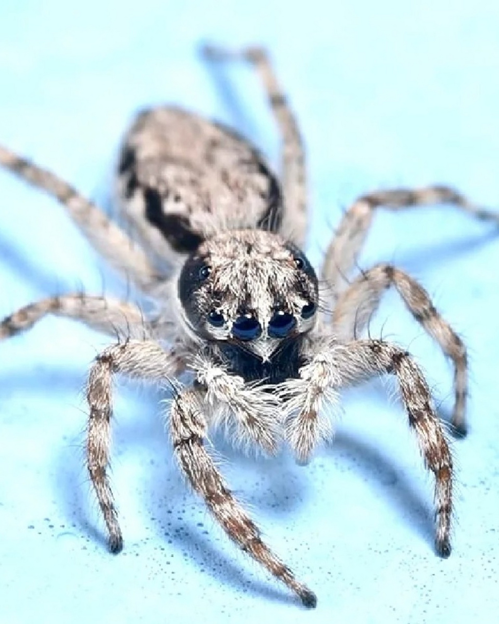 98蝇虎的存在让我们对大自然的奇妙有了更深刻的认识.