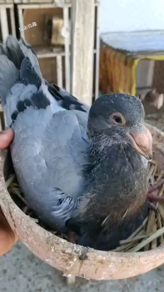 巨型鸾鸽幼崽仑替鸽子罗马巨人鸽