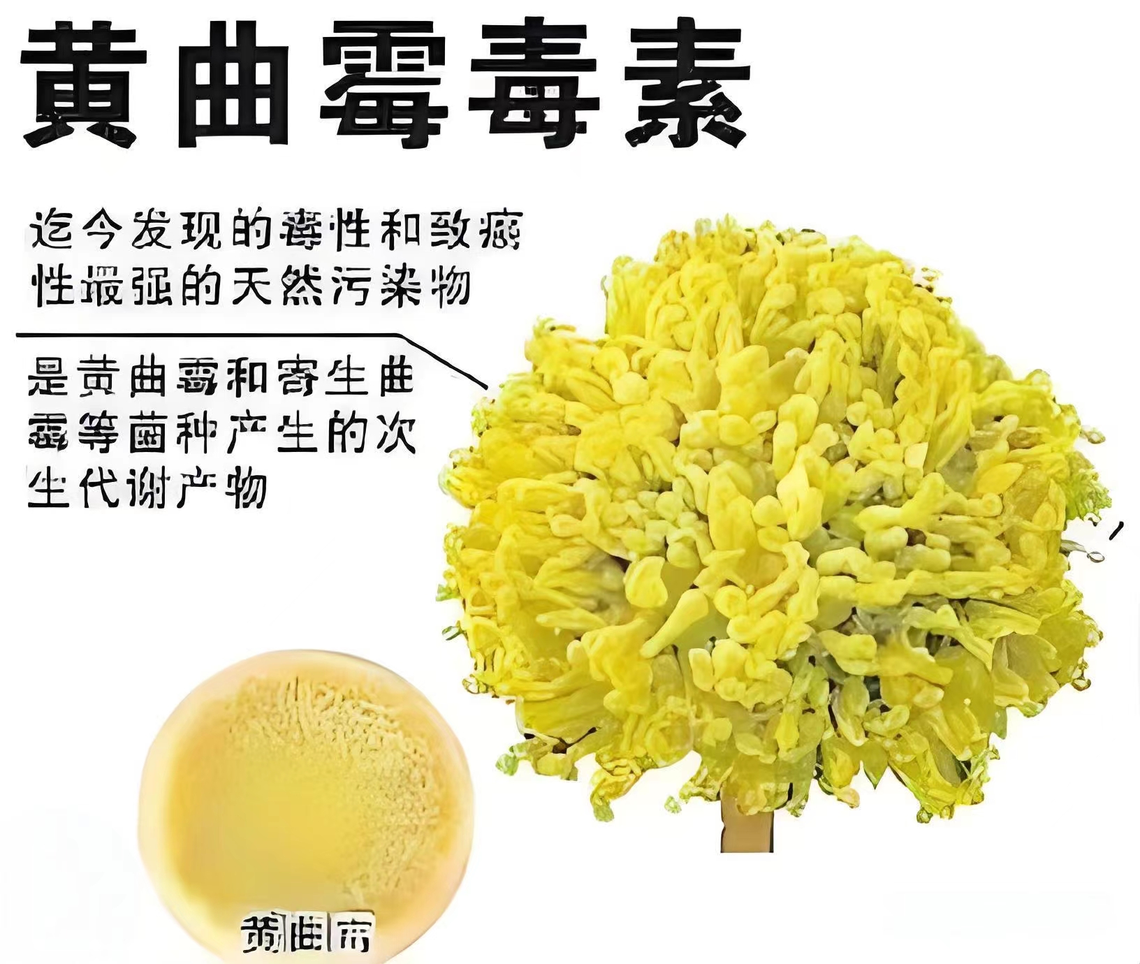 黄曲霉毒素:木制筷子产生黄曲霉素的过程