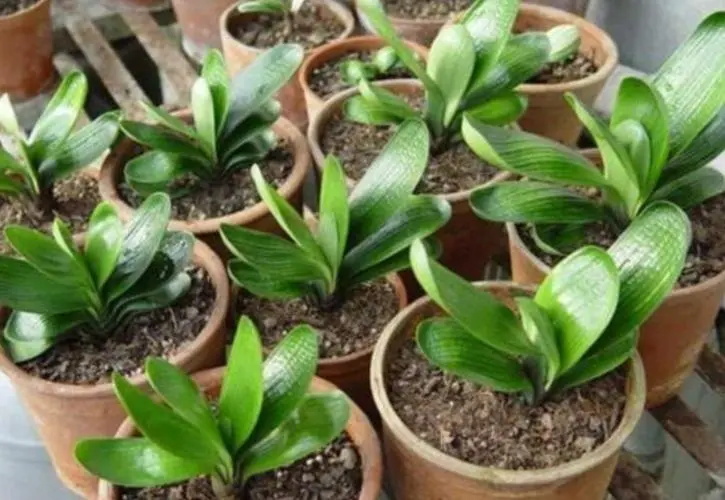 君子兰小苗培育指南:从选种到茁壮成长的秘密