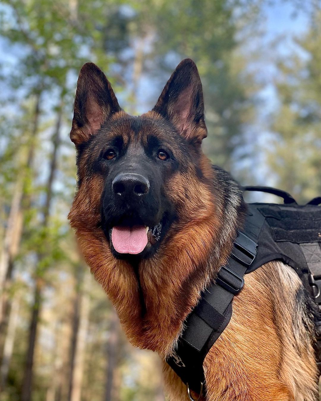 德牧幼犬:价格与价值的完美融合,一只多少钱?