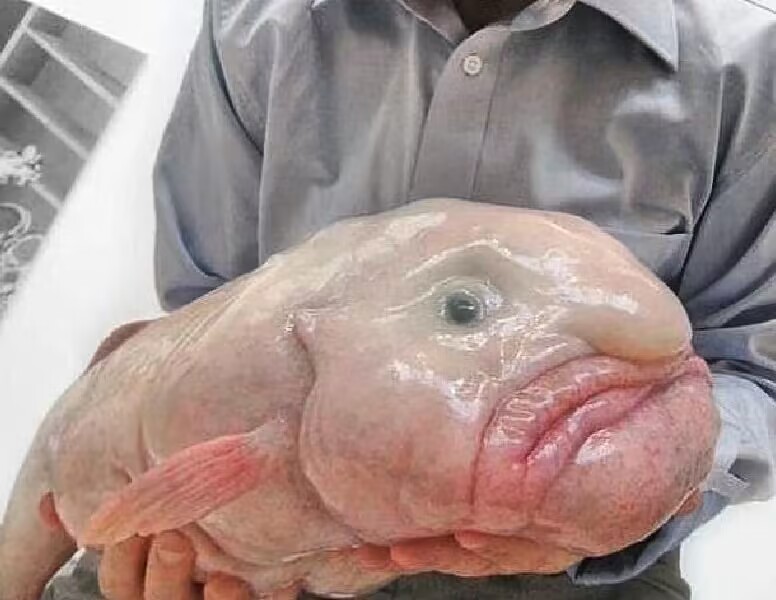 世界第一丑鱼:水滴鱼