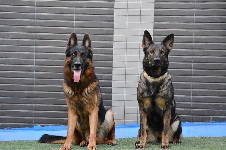 德国牧羊犬以智能,忠诚和工作能力著称,价格受品种纯度,血统,健康状况