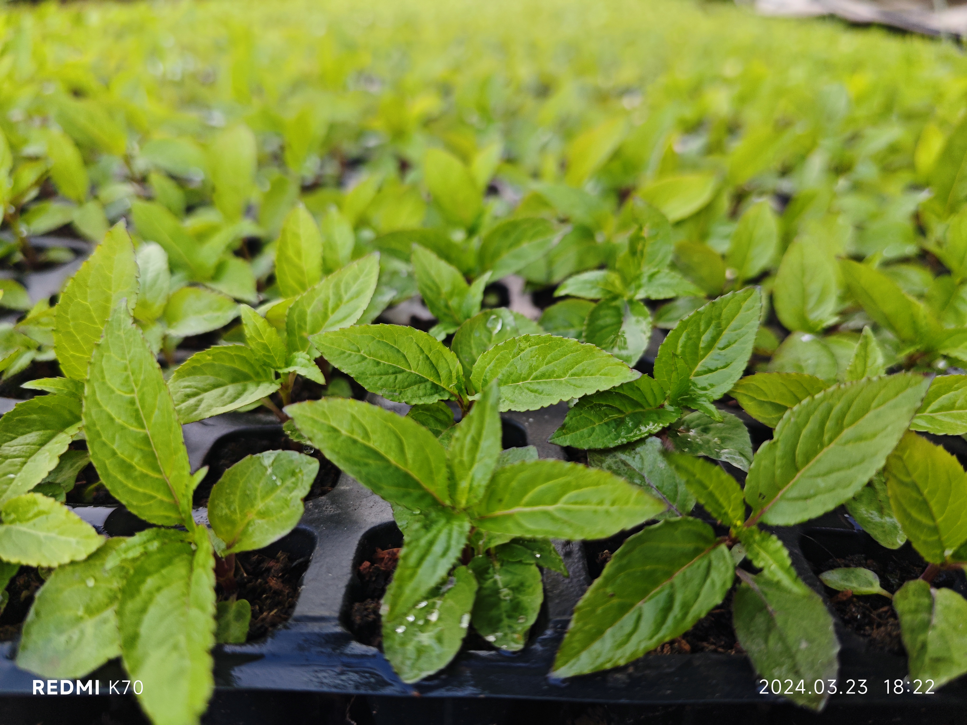 红河州红果参苗来啦