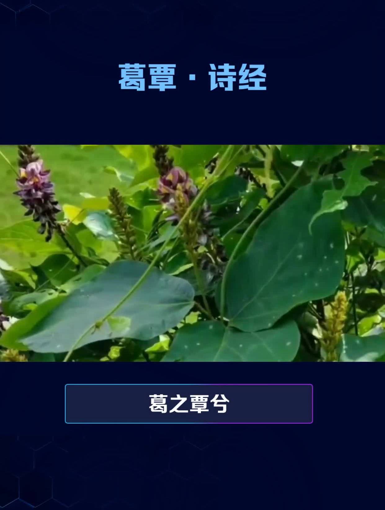 葛覃——小媳妇回娘家有多快乐