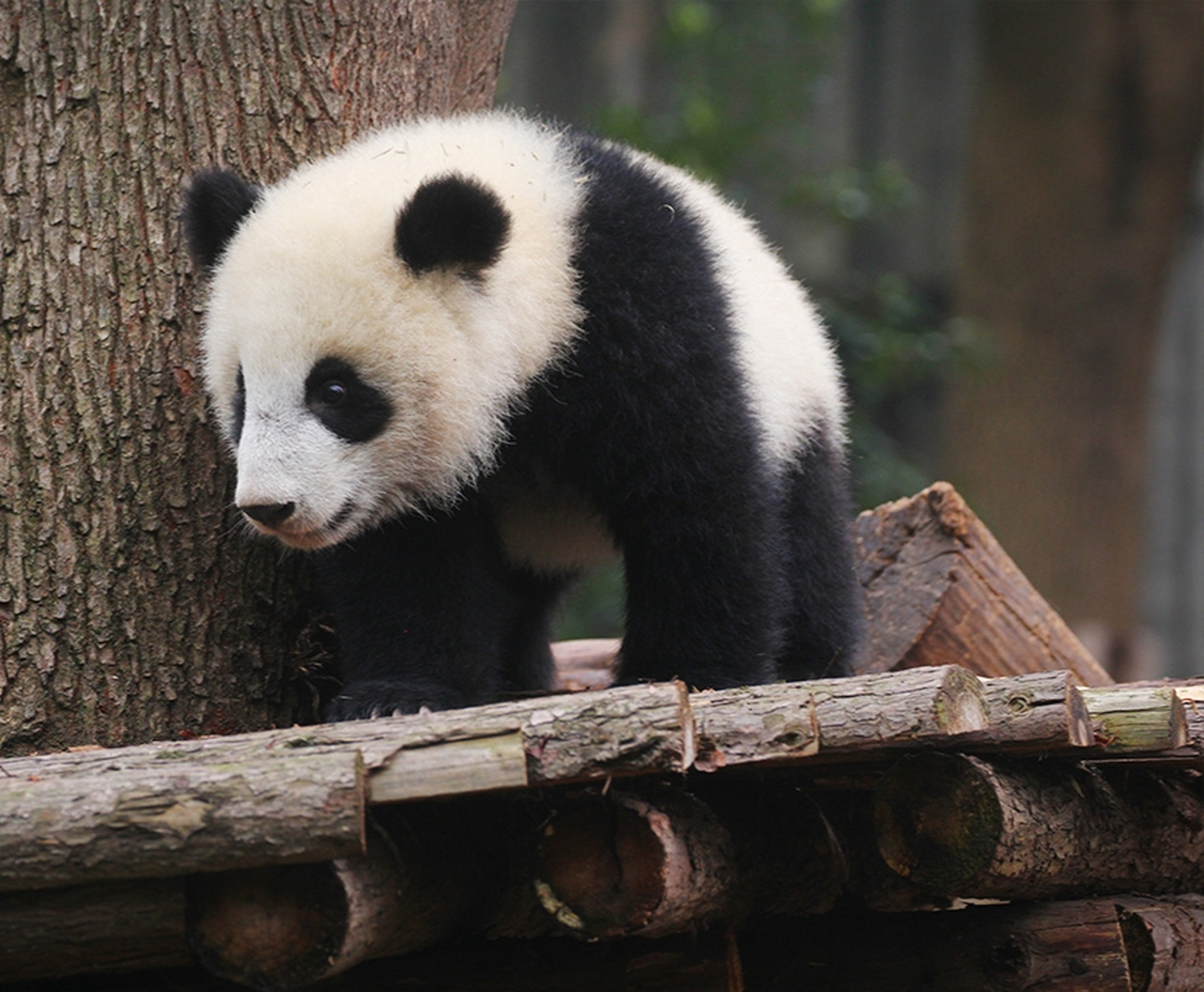 大熊猫北香果, 北川的孩子, 长得眉清目秀唇红齿白, 很是可爱.