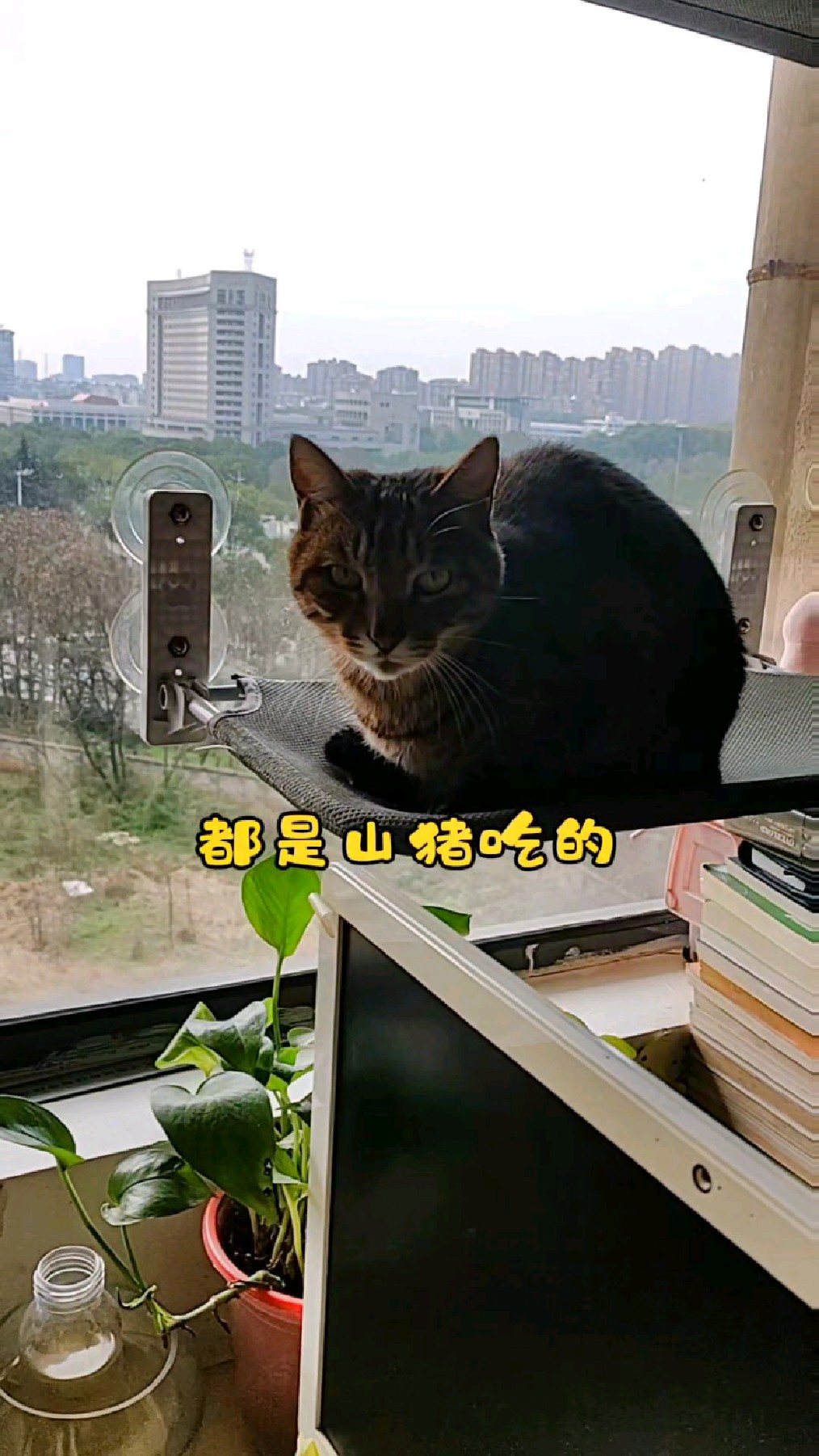 山山今天是真的生气了,说它永远是千年老二