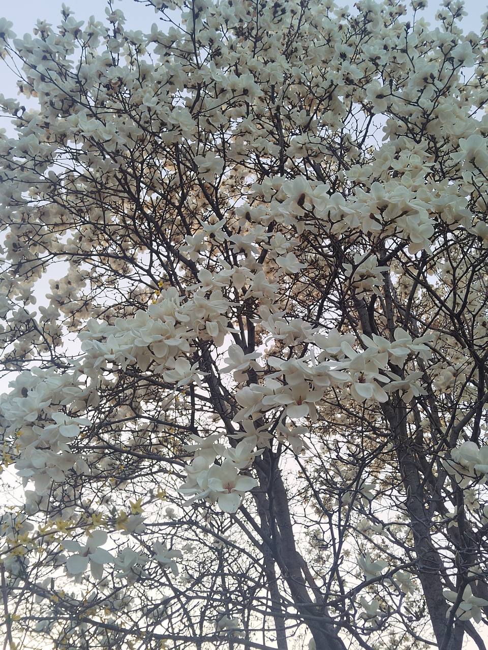 济南百花公园玉兰花盛开