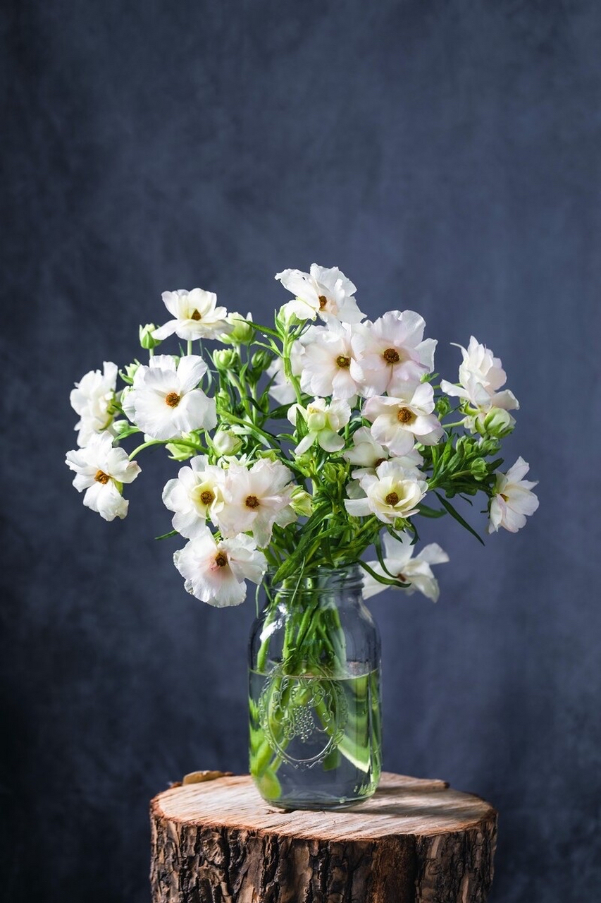 蝴蝶洋牡丹是一种美丽的花卉,花瓣像打过蜡一般,自带珠光,具有油画般