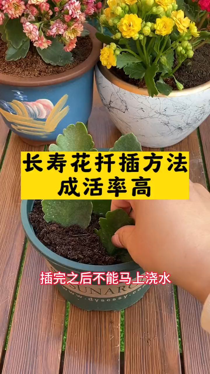 长寿花的繁殖方式图片