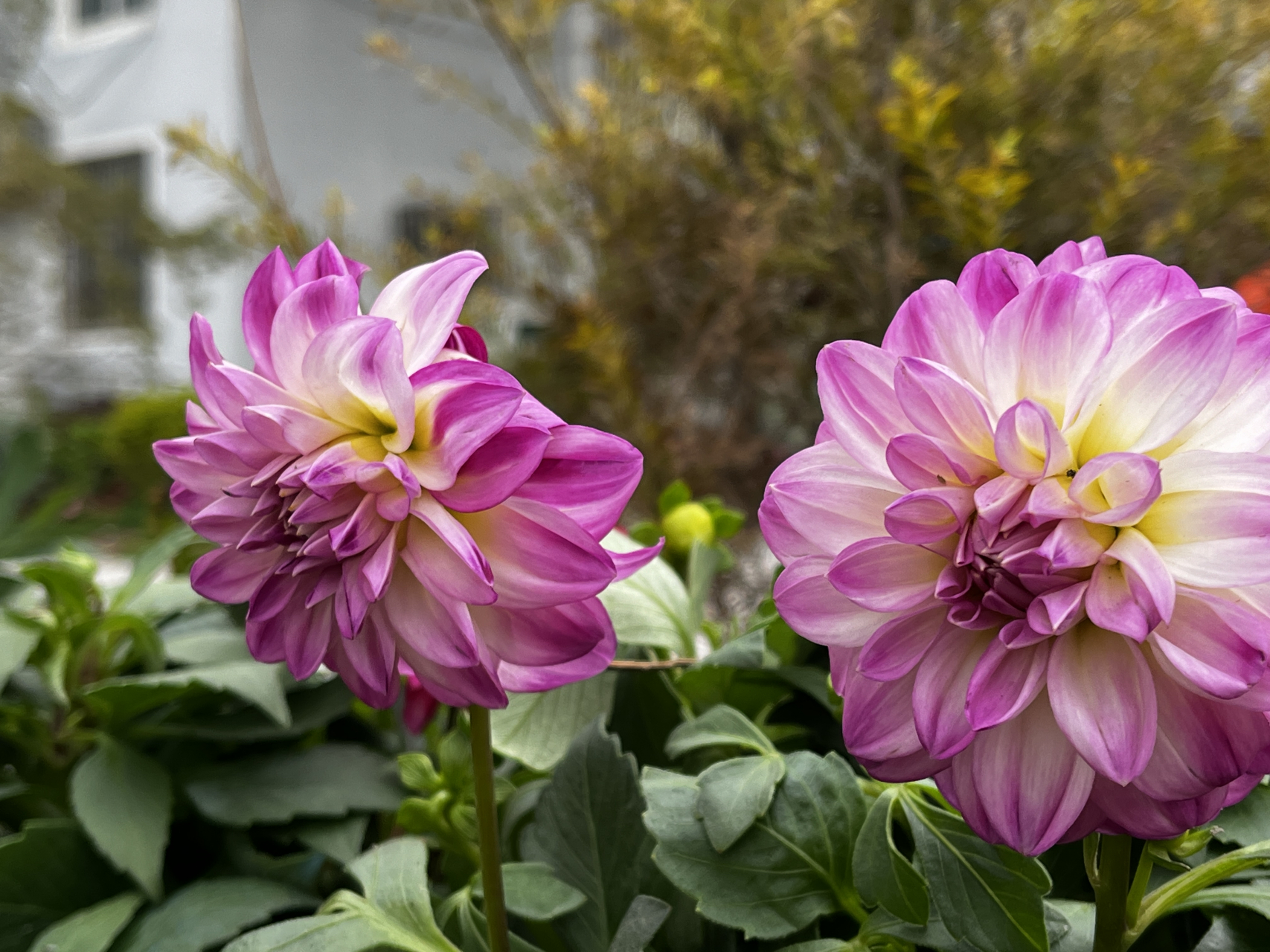 来看看美丽的大丽花——美丽来自大自然  花名:大丽花  大丽花开花时