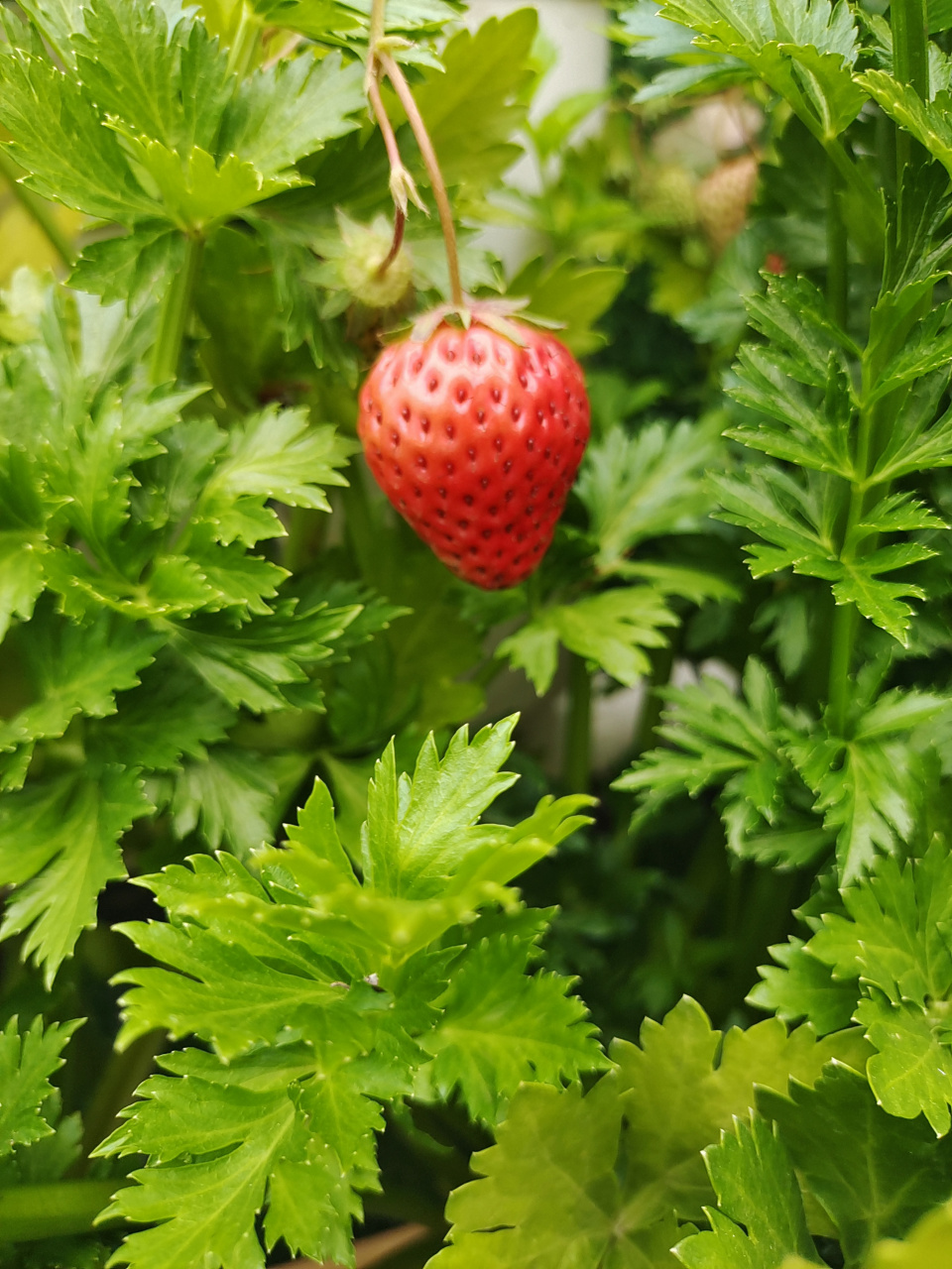 共生植物图片