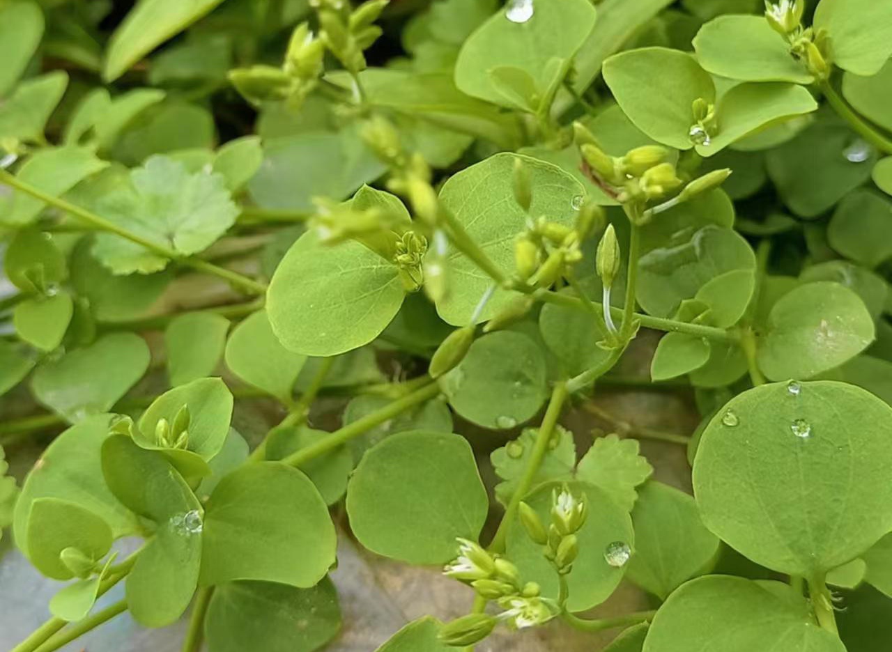 肝炎草药野草图片大全图片