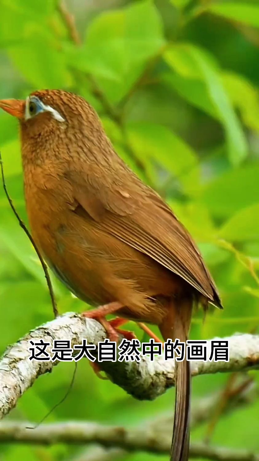 这只画眉的品色和叫声怎么样?