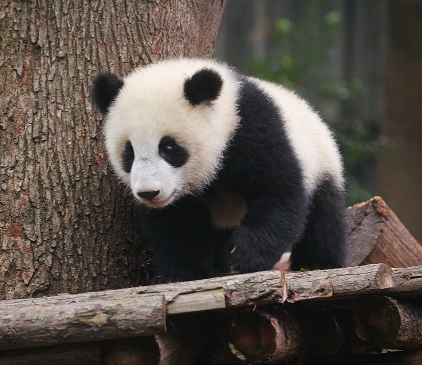 大熊猫北香果, 北川的孩子, 长得眉清目秀唇红齿白, 很是可爱.