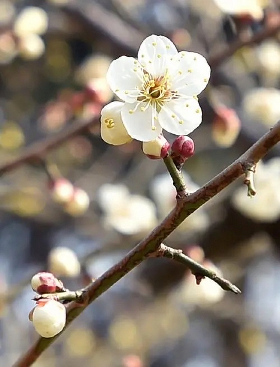 梅花什么时候开花图片