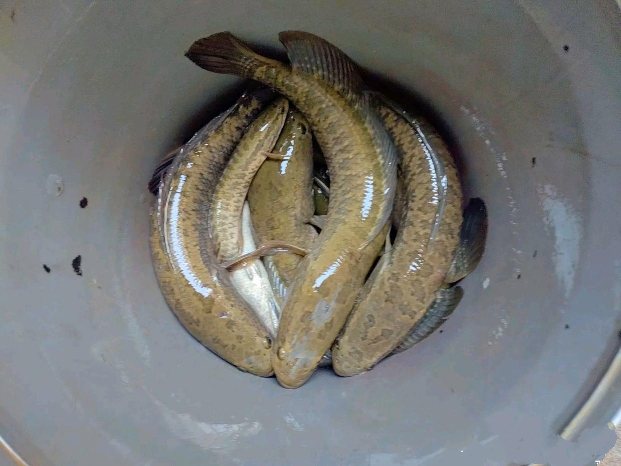 今天六舅来我家,送了几条鱼,这鱼我是没见过也没吃过,好吃吗?咋做呢?