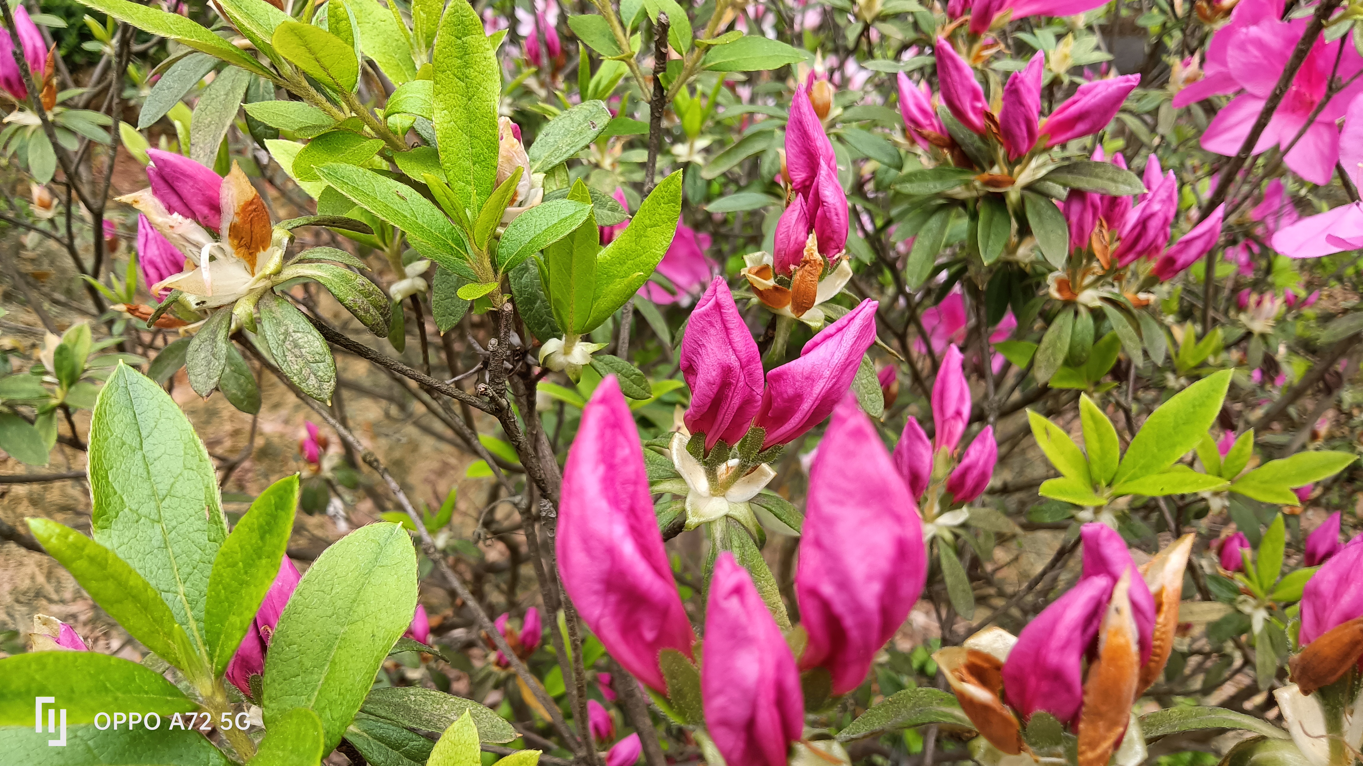 映山红红遍山,杜鹃花花满林. 叶子绿绿枝上,花儿紫紫染树