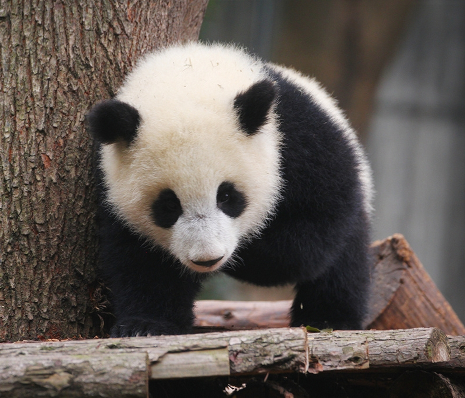 大熊猫北香果, 北川的孩子, 长得眉清目秀唇红齿白, 很是可爱.