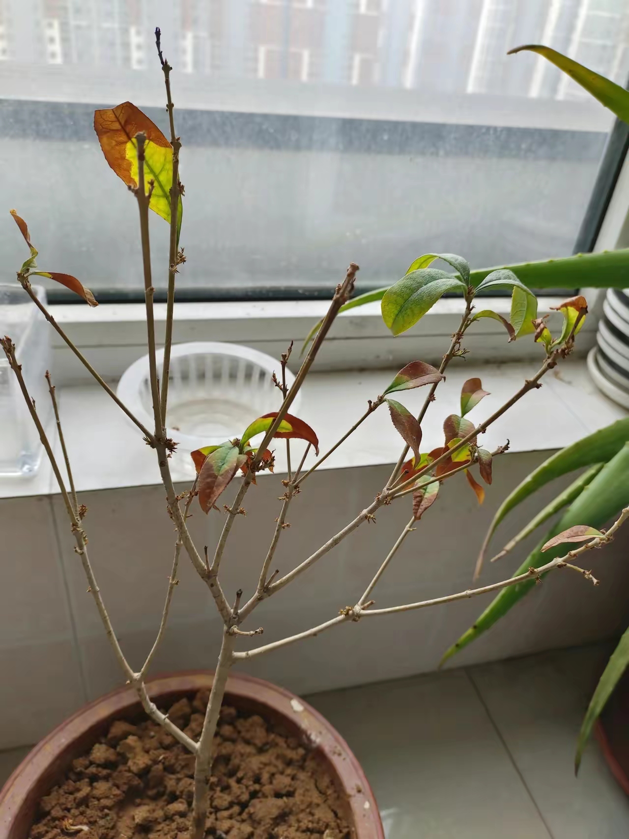 养了快三年的桂花还有一口仙气,不知道为什么养着养着叶子就干了?