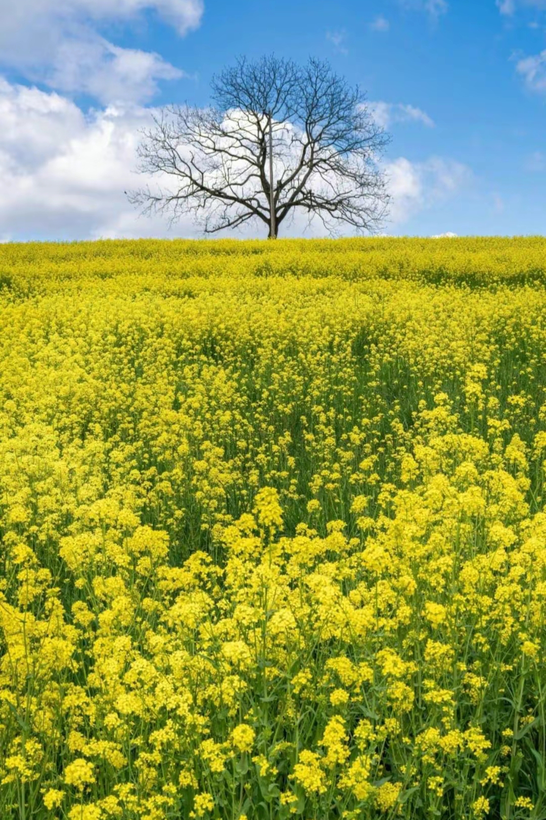 油菜花盛开