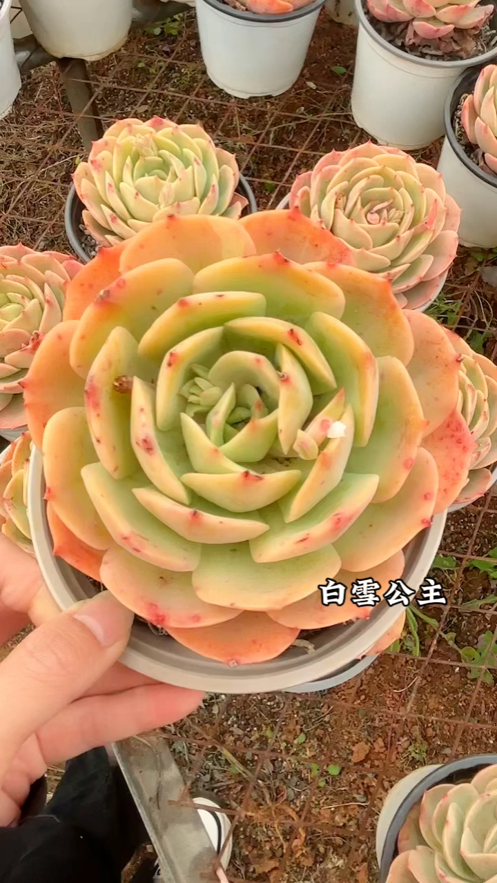 多肉植物白雪公主