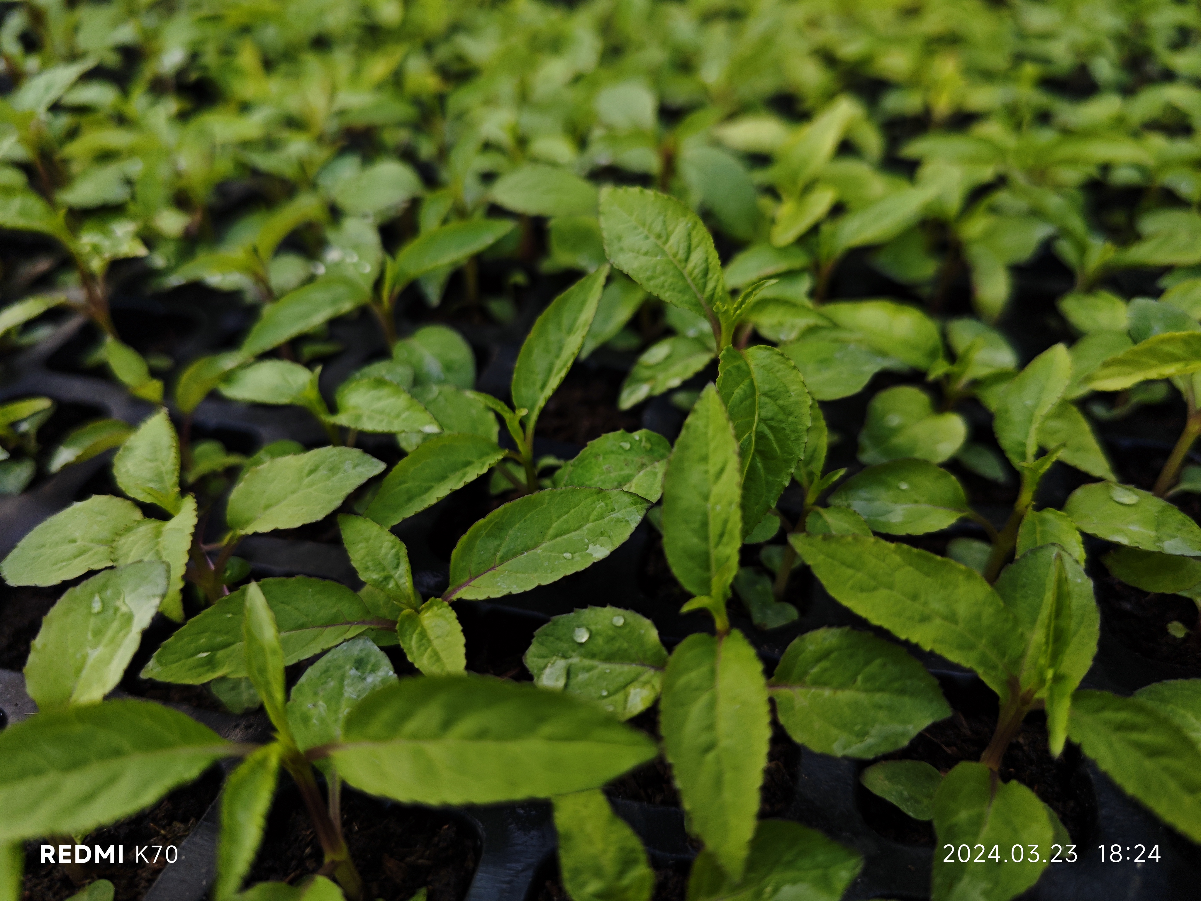 红河州红果参苗来啦