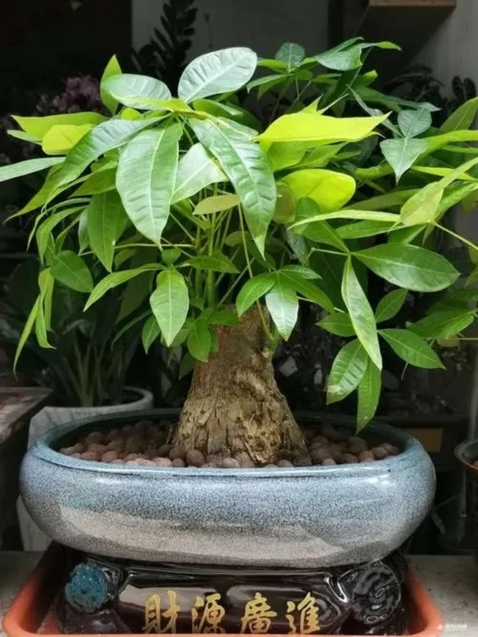 发财树的浇水频率取决于季节,环境温度和土壤湿度等因素.