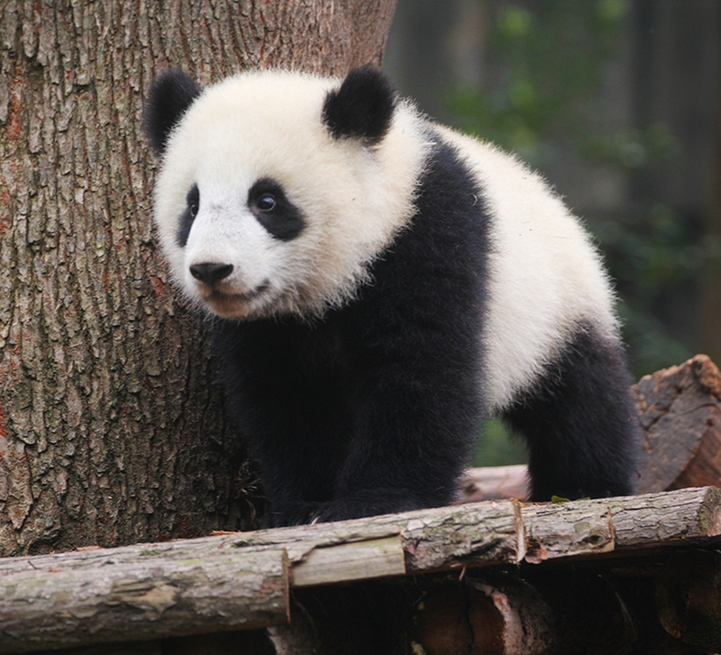 大熊猫北香果, 北川的孩子, 长得眉清目秀唇红齿白, 很是可爱.