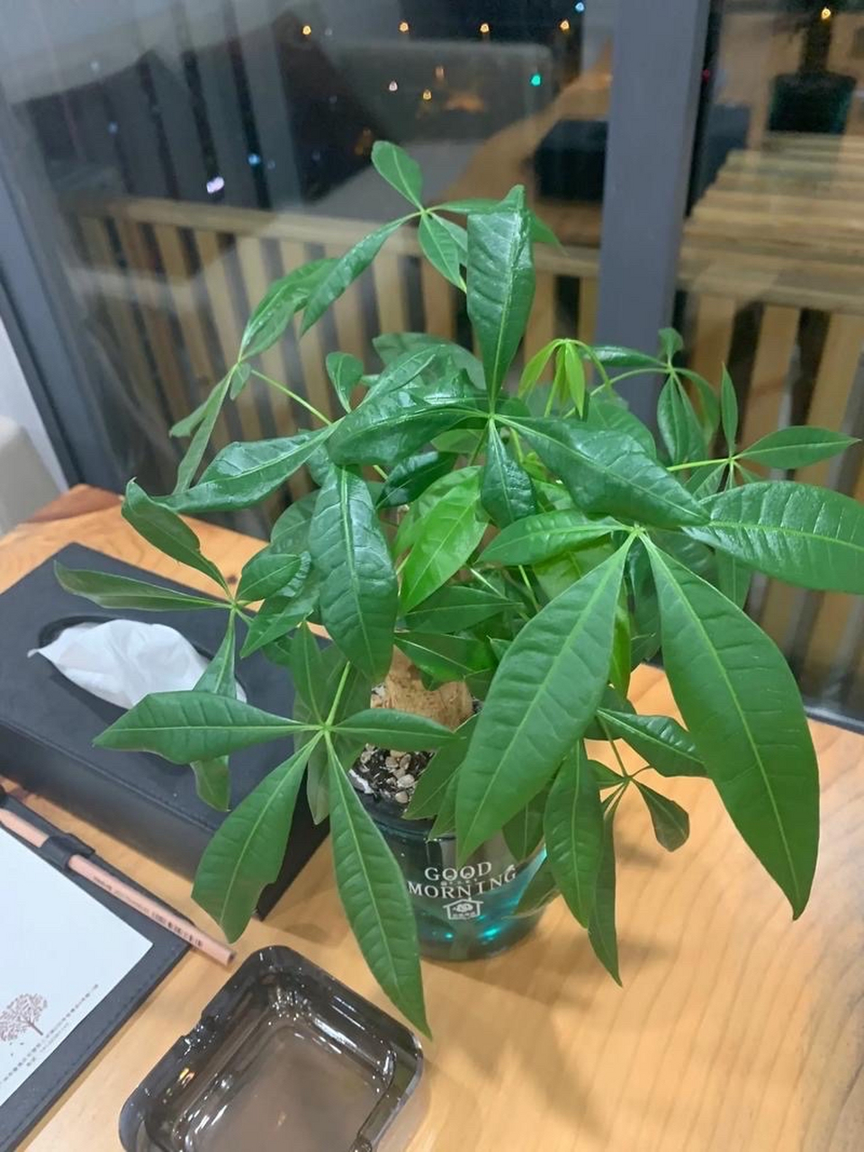 发财树的浇水频率取决于季节,环境温度和土壤湿度等因素.