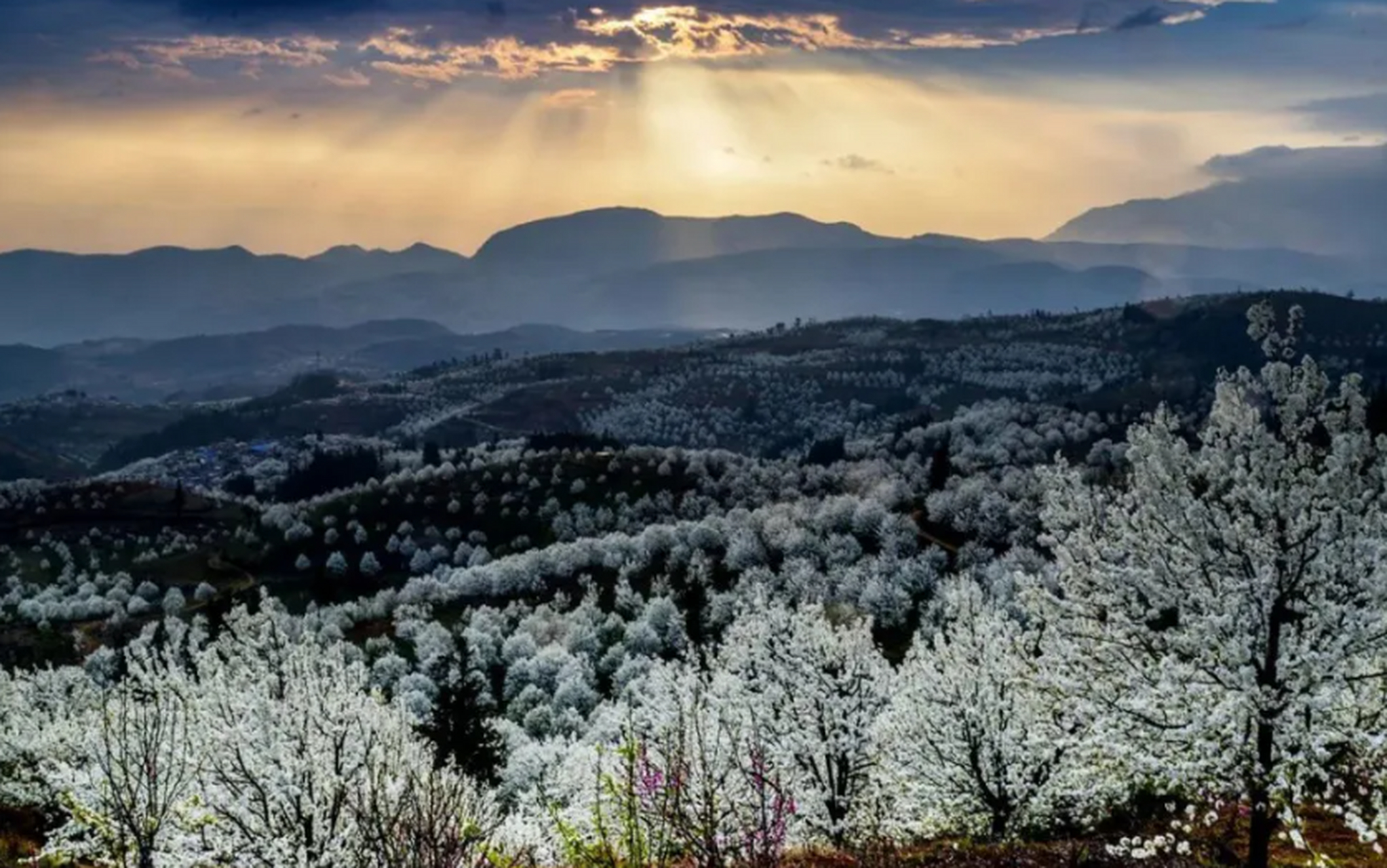 个旧市的加级寨梨花谷,三月春光烂漫时为你绽放一片纯白仙境.