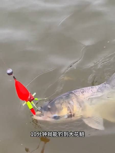 浮钓鲢鳙新钓法号称入水10分钟就能钓到大花鲢