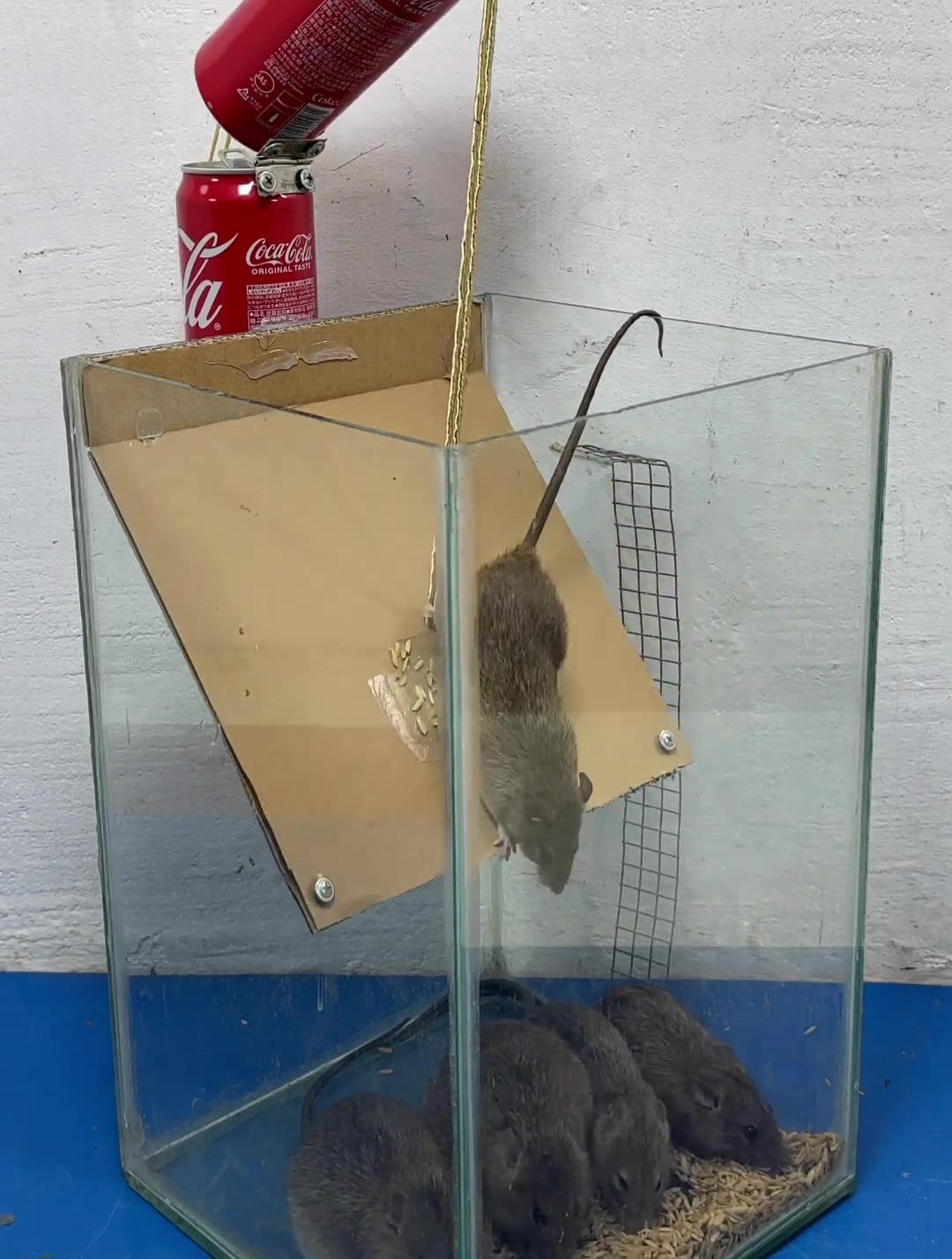 利用纸皮和玻璃鱼缸简单做成的捕鼠神器,老鼠超好抓!