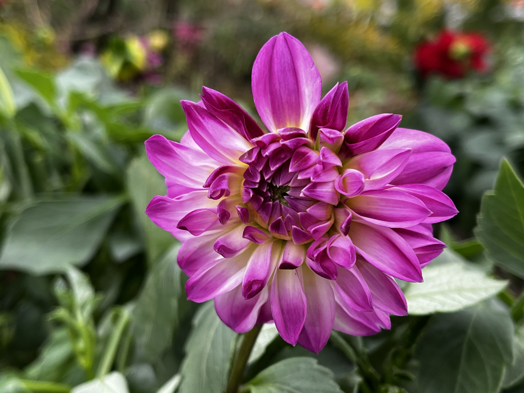 来看看美丽的大丽花——美丽来自大自然  花名:大丽花  大丽花开花时
