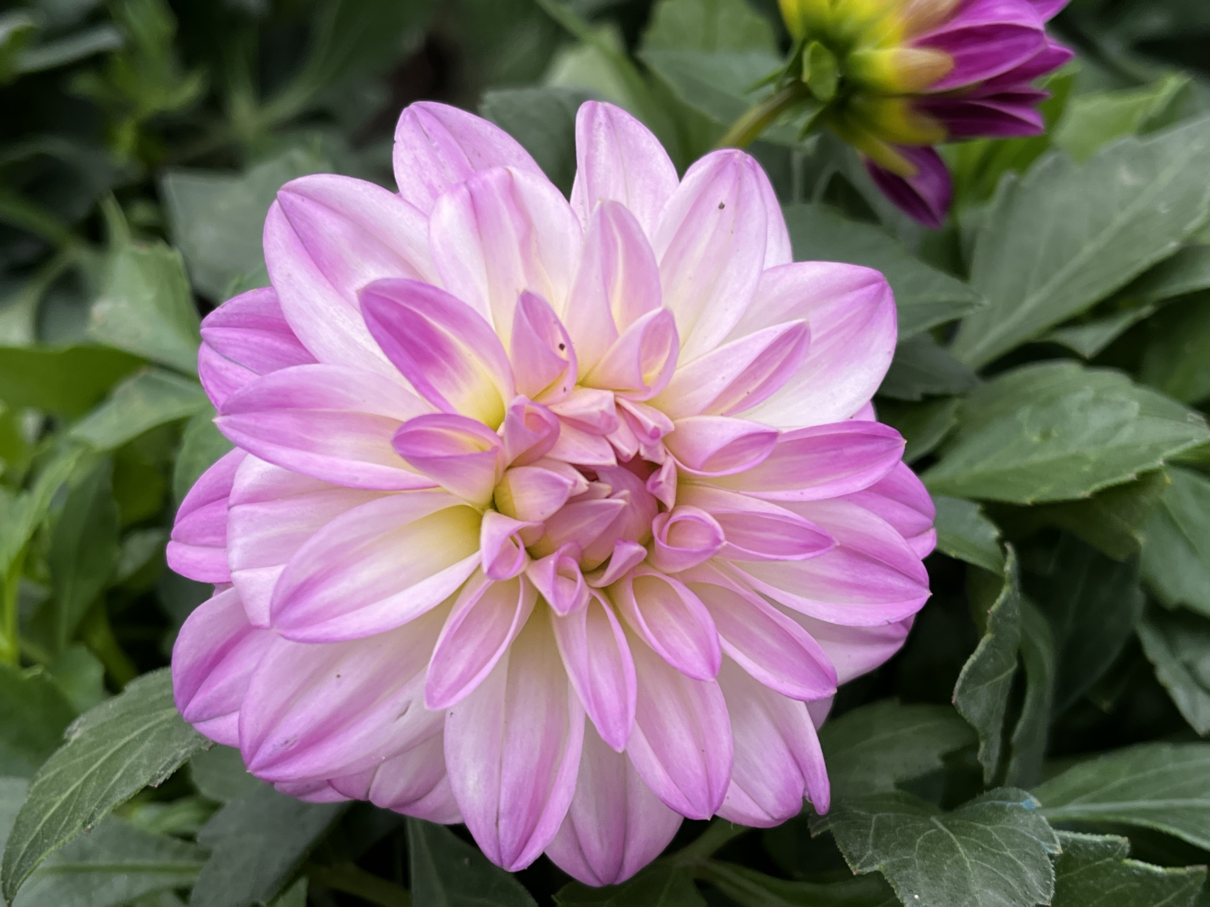 来看看美丽的大丽花——美丽来自大自然  花名:大丽花  大丽花开花时