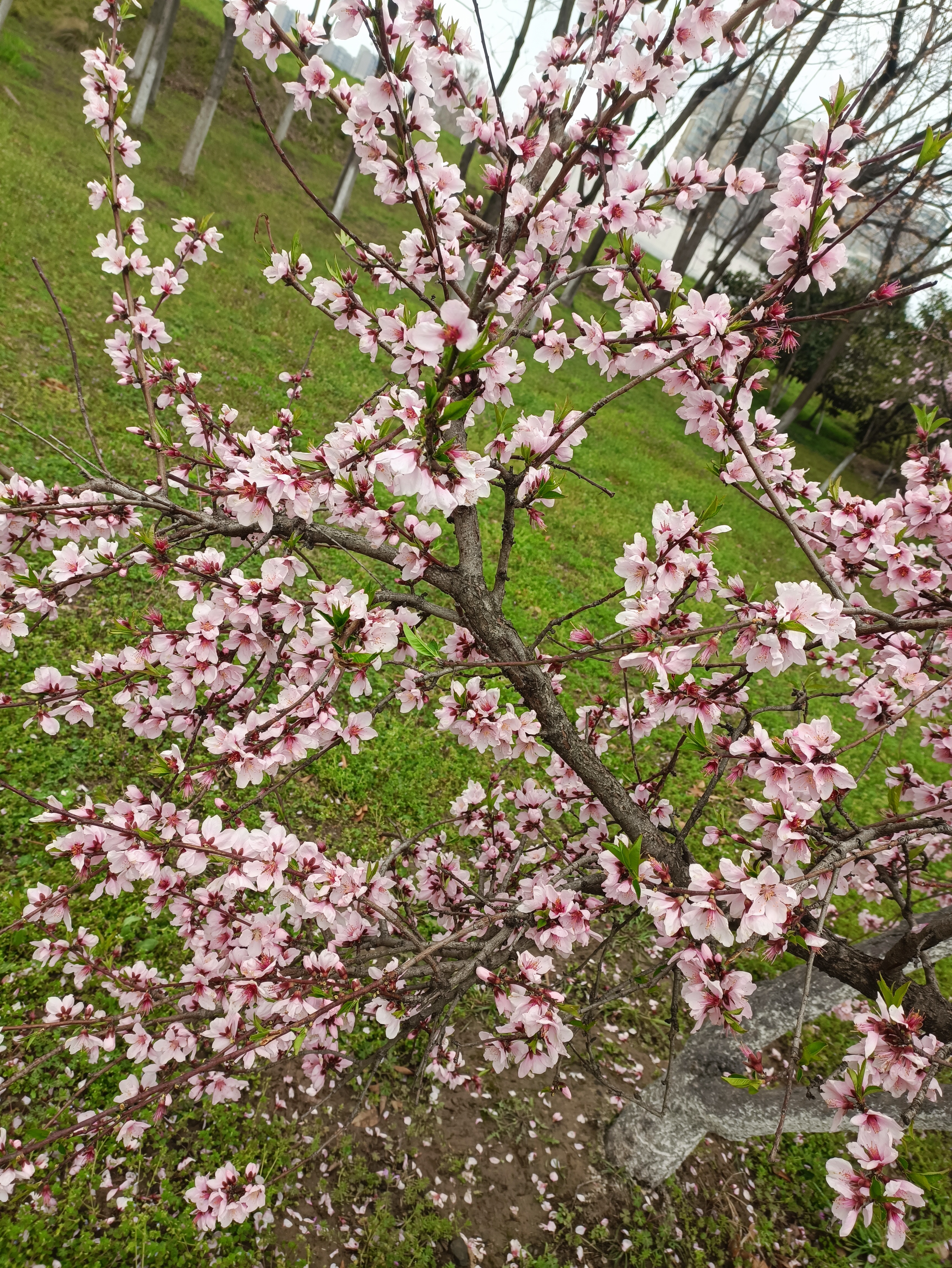 桃花树干枝真实图片图片