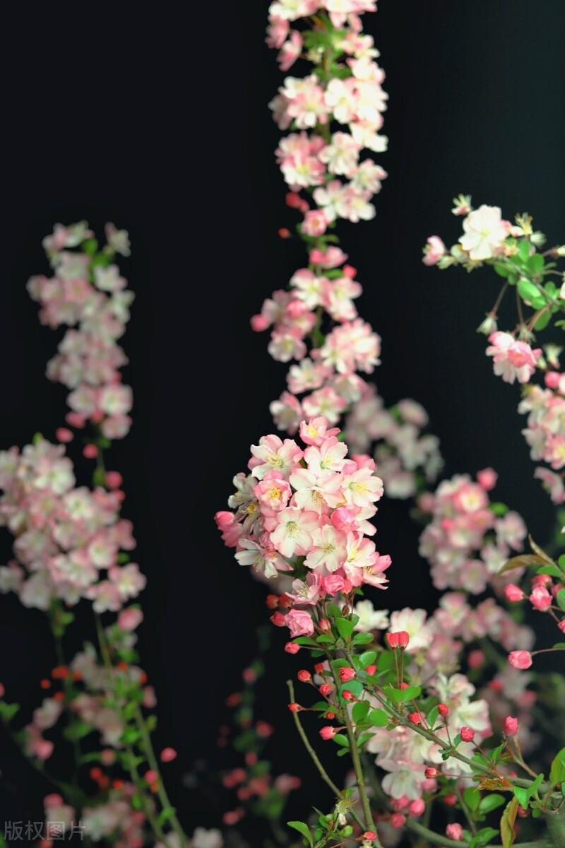 只恐夜深花睡去故烧高烛照红妆春半醉春烟海棠花未眠