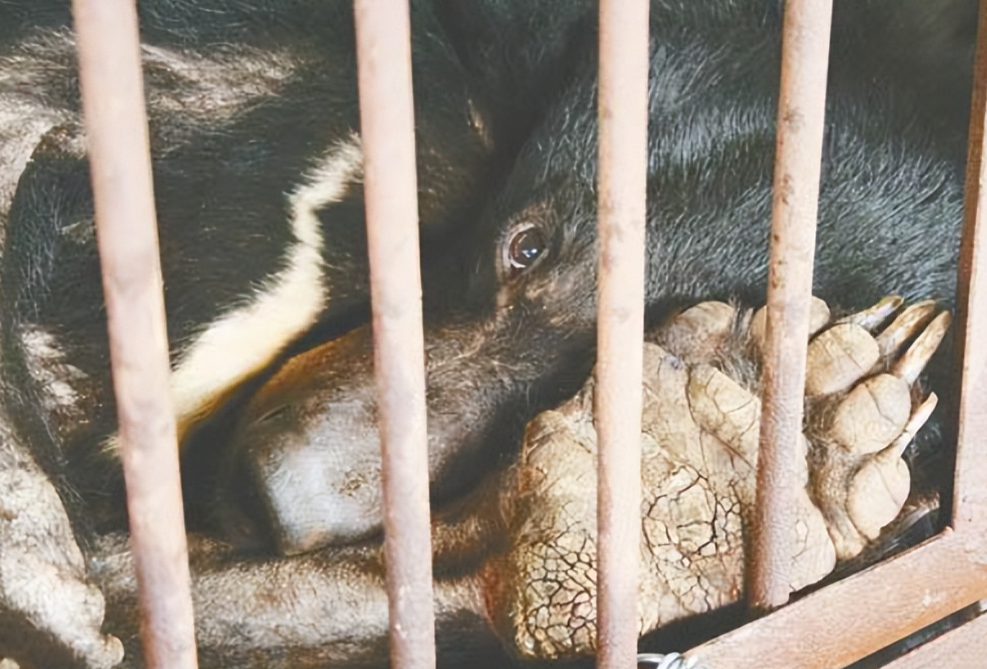 活熊取胆这个技术是在上世纪八十年代由我国代表团前往朝鲜之后传入