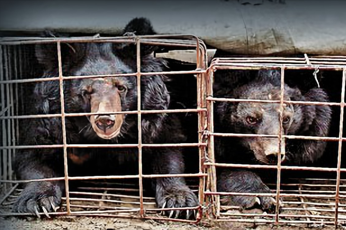 活熊取胆这个技术是在上世纪八十年代由我国代表团前往朝鲜之后传入