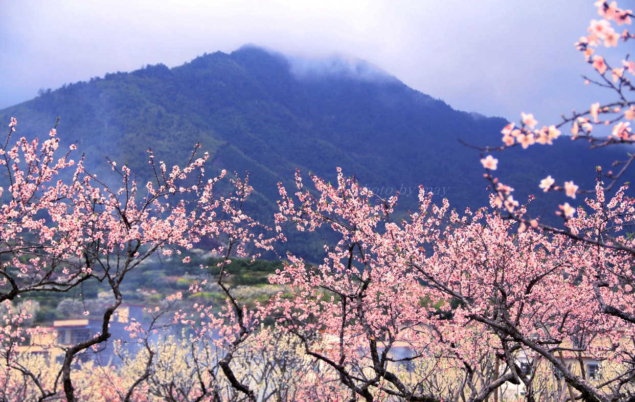 渔洋山桃花图片