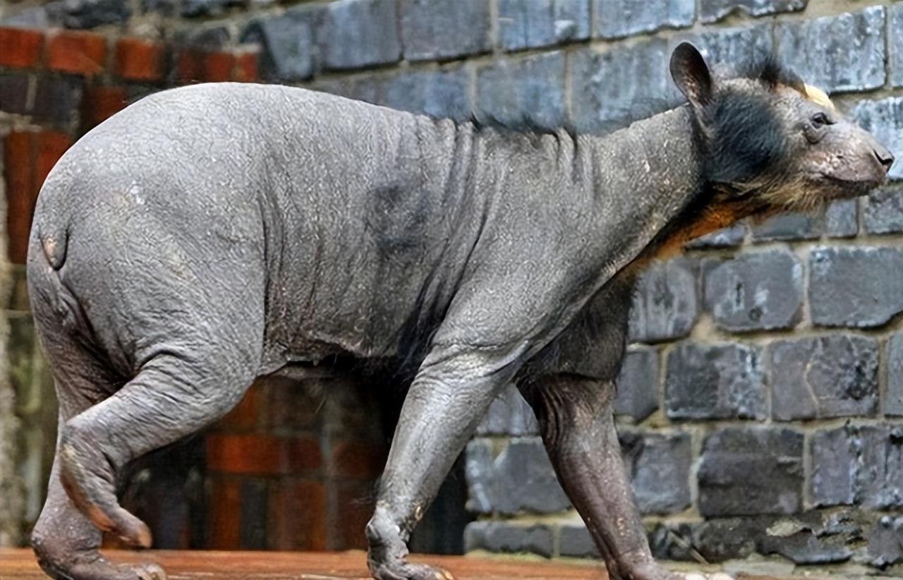 1973年湖北一野兽跑进部队猪圈偷吃被打死后士兵惊呼是驴头狼