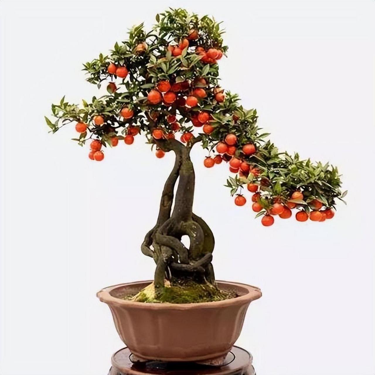 现在是栽种的好时机,快邀请朋友一起尝试吧![原文:金弹子盆景要想美